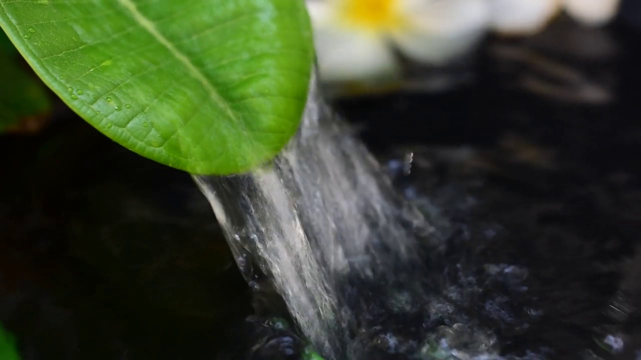 水滴在叶片上流动，暗黑色的水背景与漂浮的白色鸡蛋花。视频下载