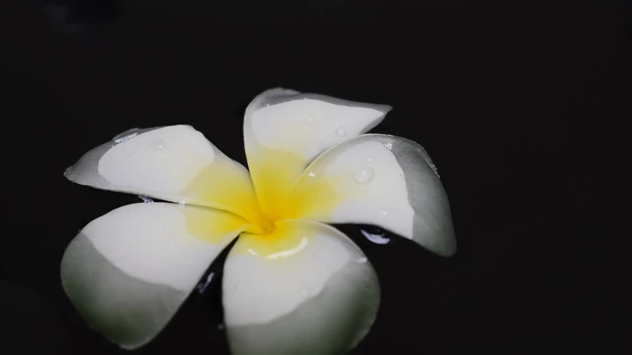 白色的鸡蛋花浮在水面上，黑色的背景。视频素材