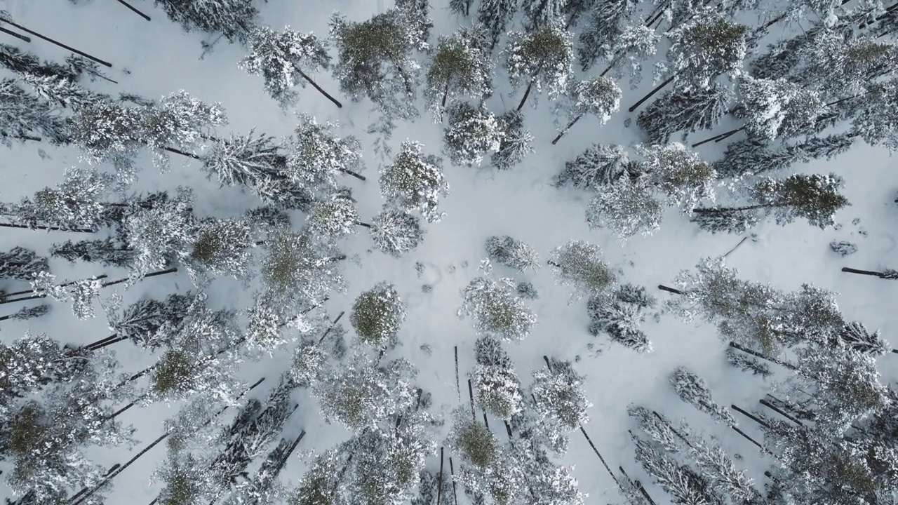 飞越风景如画的白雪皑皑的针叶林视频素材