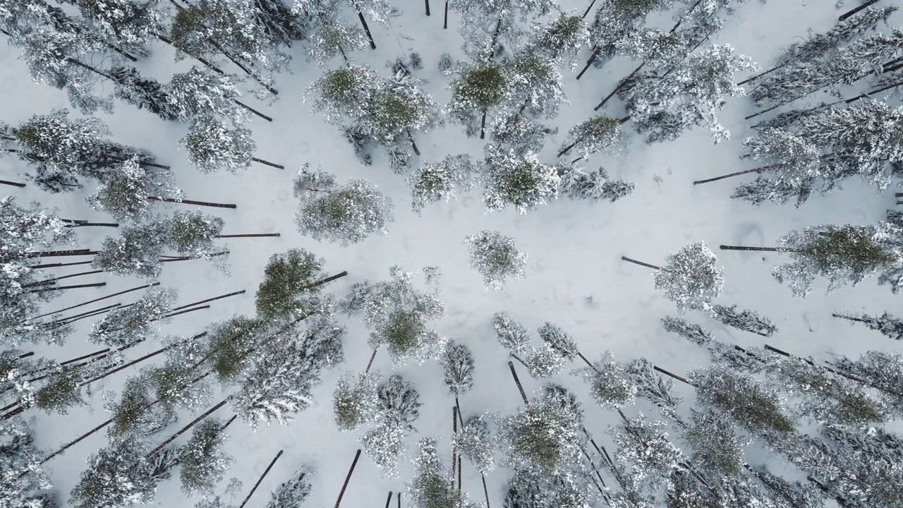 被雪覆盖的针叶林。前视图。镜头移动流畅视频下载