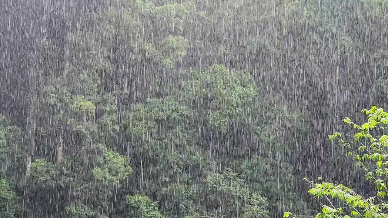 热带雨视频下载