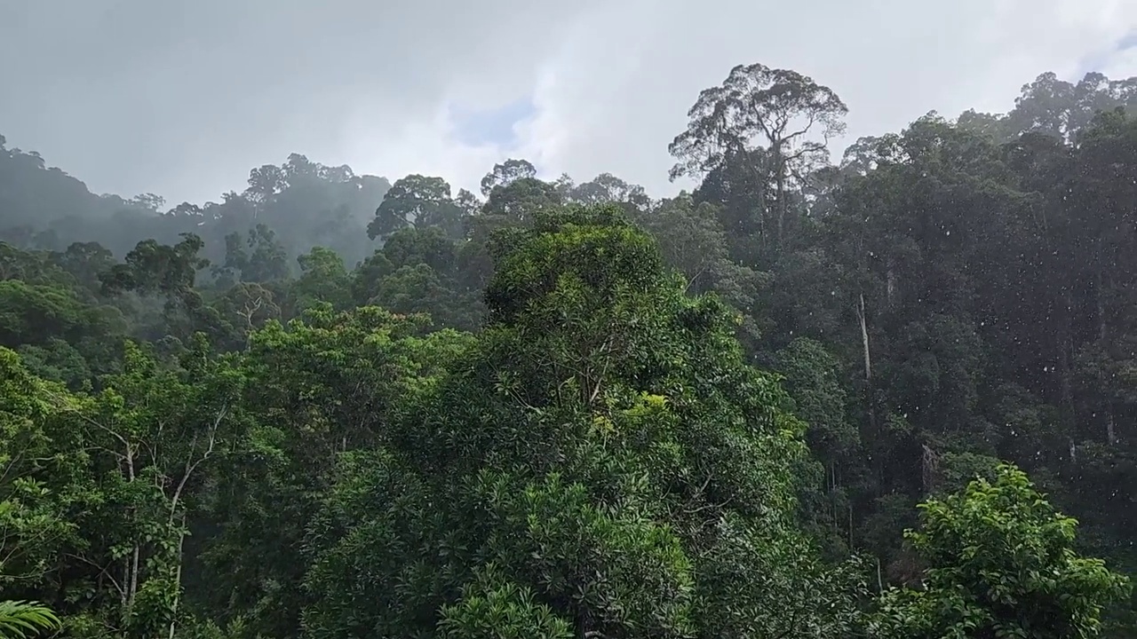 丹努姆山谷热带丛林下大雨视频下载