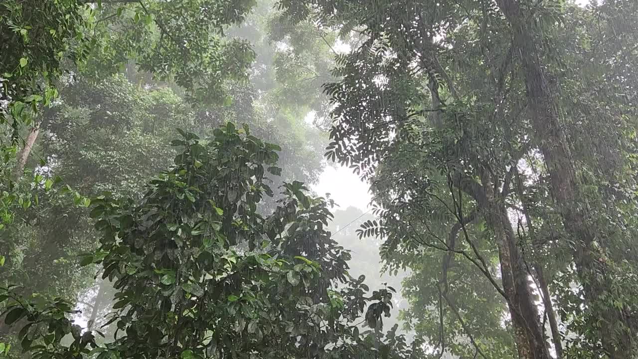 丹努姆山谷的热带暴雨树木视频素材