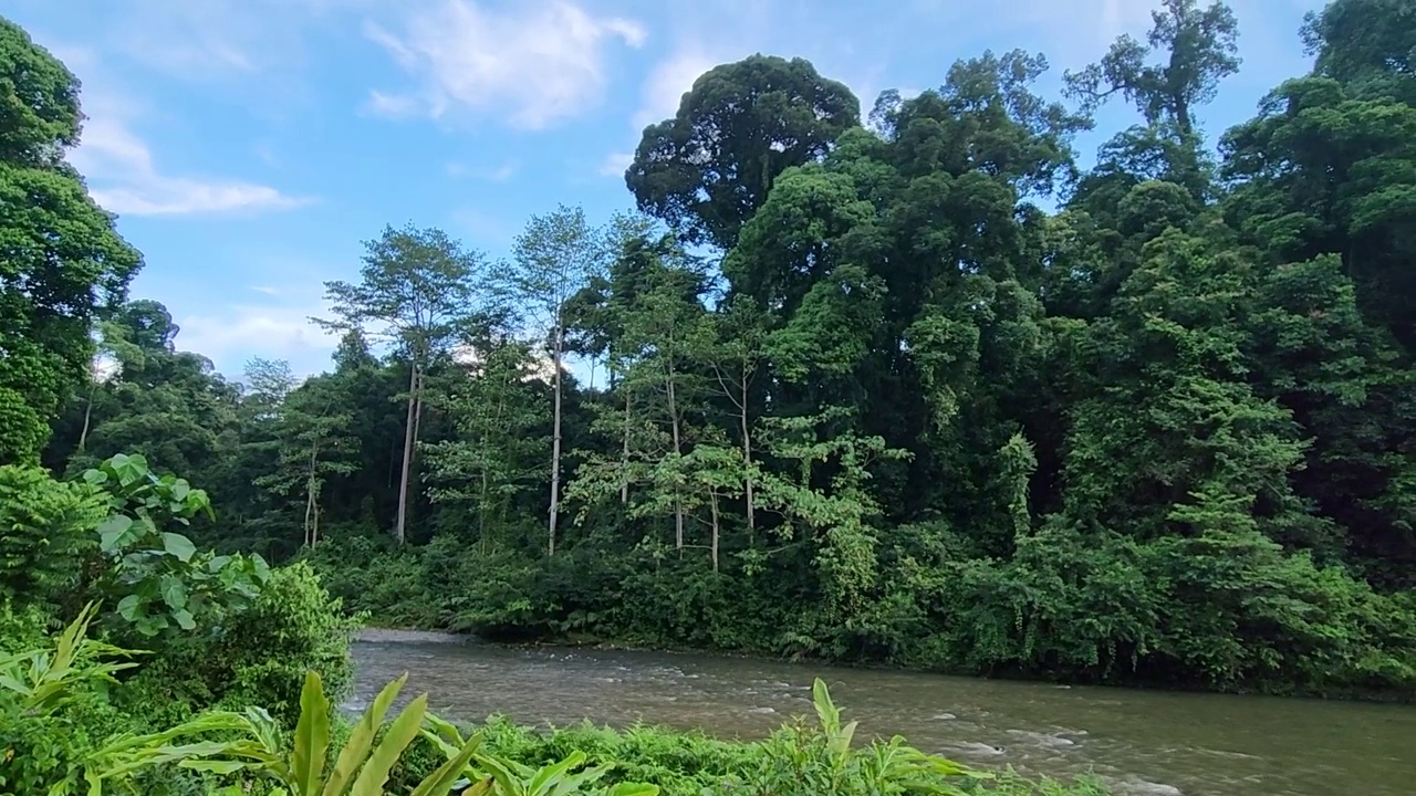 丹努姆河谷雨林和河流视频素材