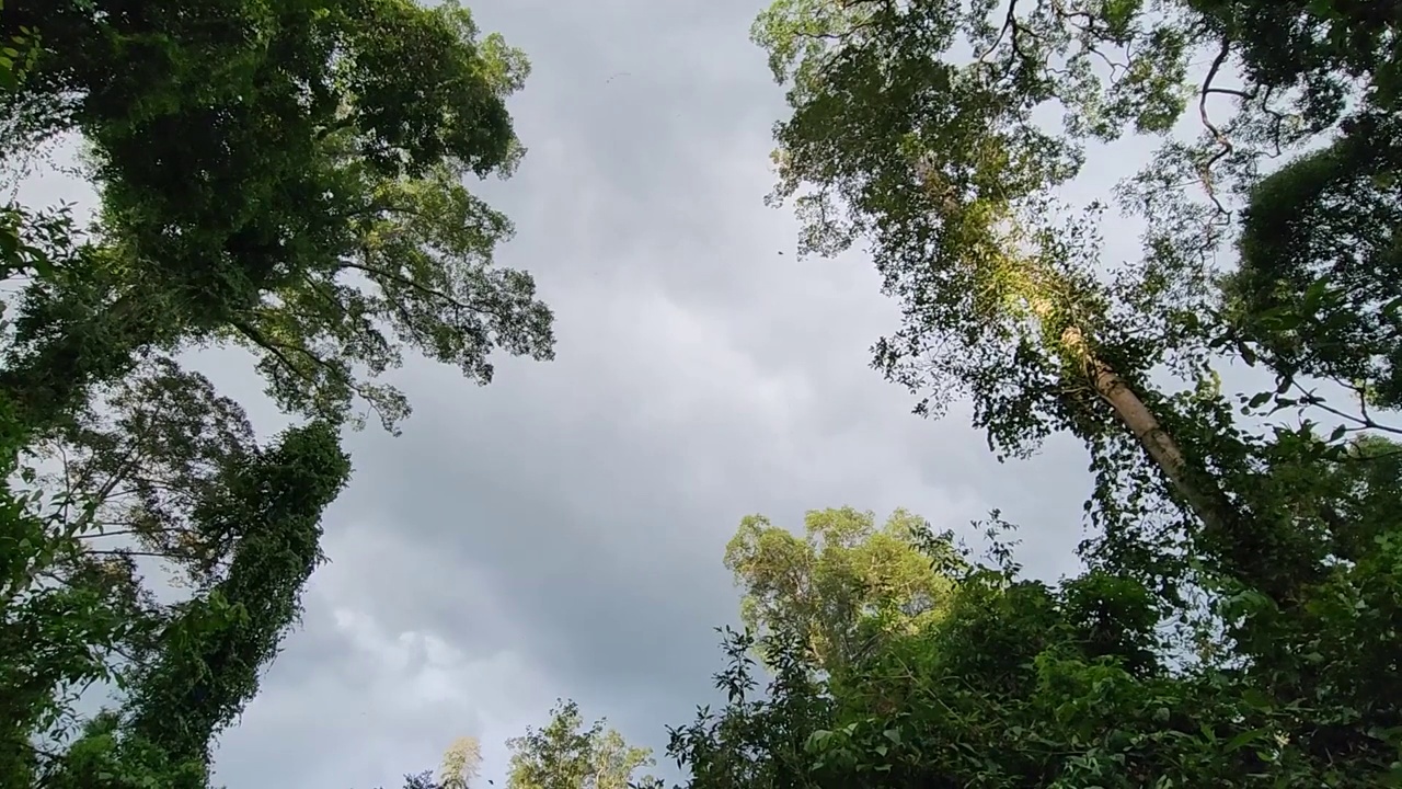 丹努姆山谷雨林的树叶从树上飘落视频下载