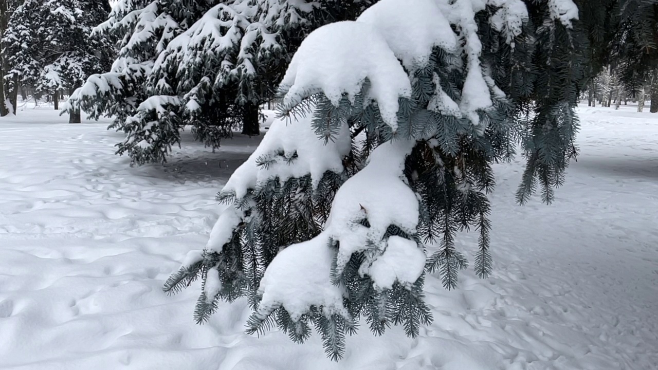 冷杉树和白雪覆盖的树枝视频素材