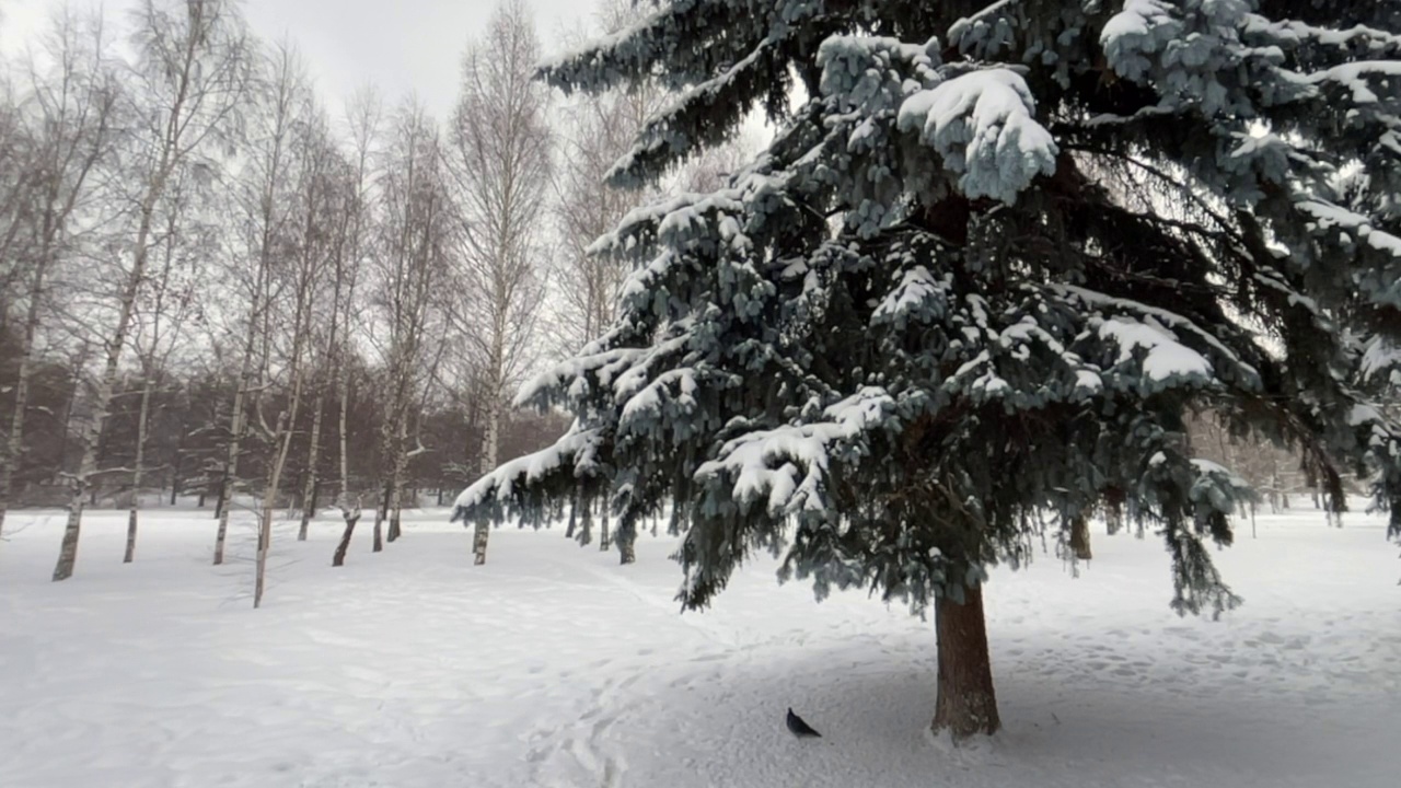 冷杉树和白雪覆盖的树枝视频素材