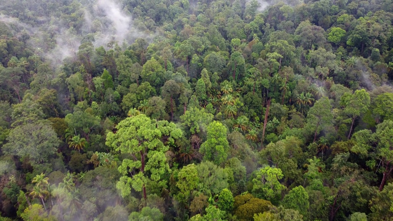 无人机在雨林上空拍摄清晨低雾云视频素材