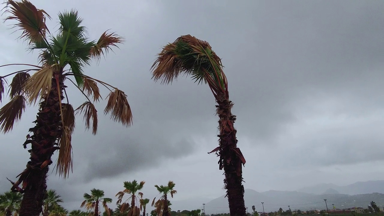 飓风期间随风飘动的棕榈树。
绿色的棕榈叶在狂风中飘动视频素材