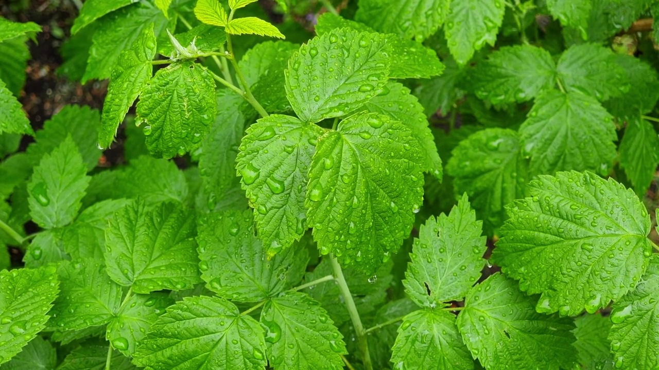 雨水浸湿了树叶视频素材