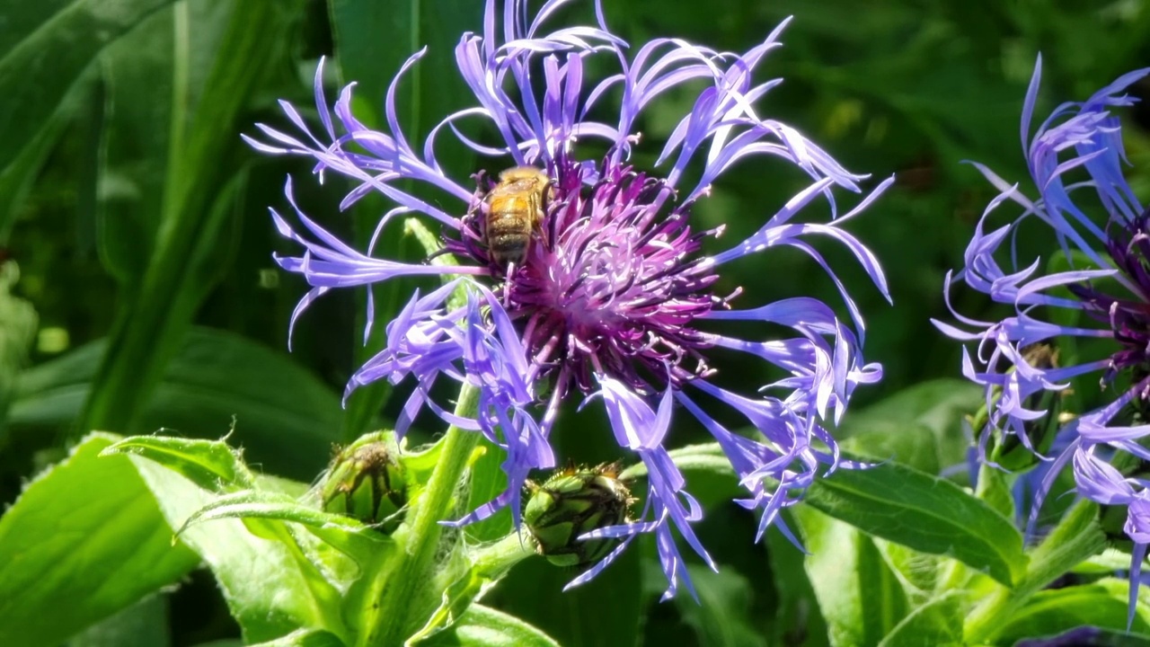 蜜蜂通过采集花蜜为蓝色花朵授粉。视频素材