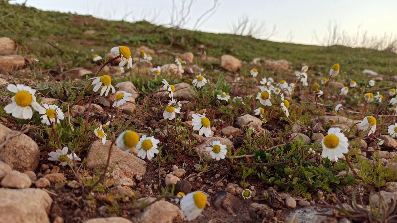 德国洋甘菊(Matricaria chamomilla)视频下载