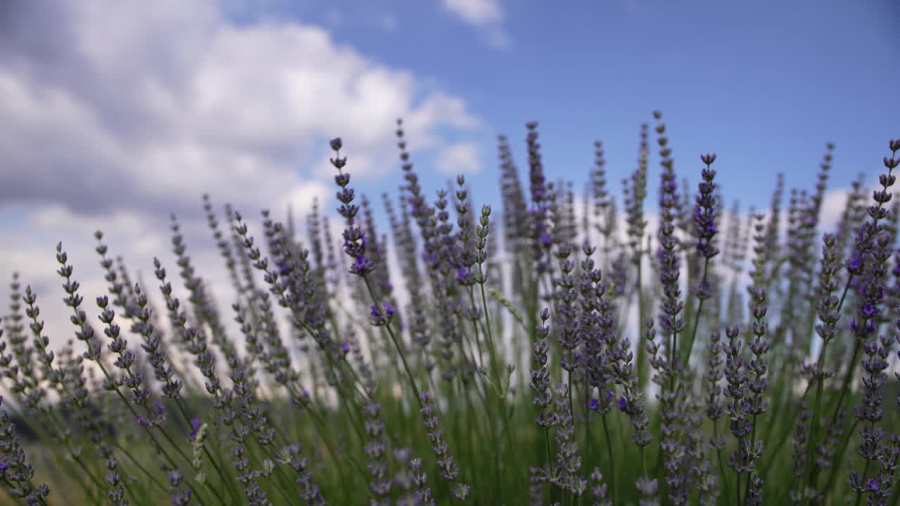 薰衣草花园视频素材