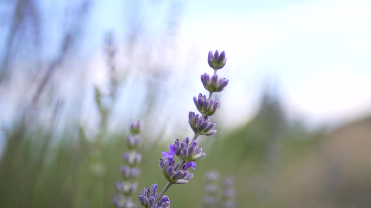 薰衣草花园视频素材