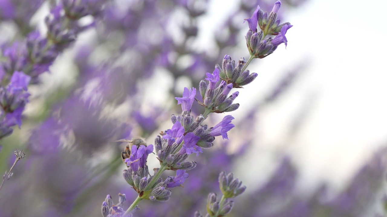 蜜蜂从薰衣草花上采集花粉视频素材