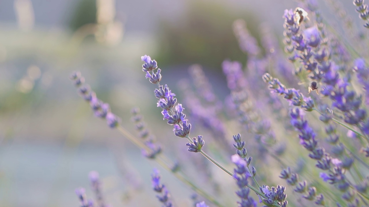 蜜蜂从薰衣草花上采集花粉视频下载