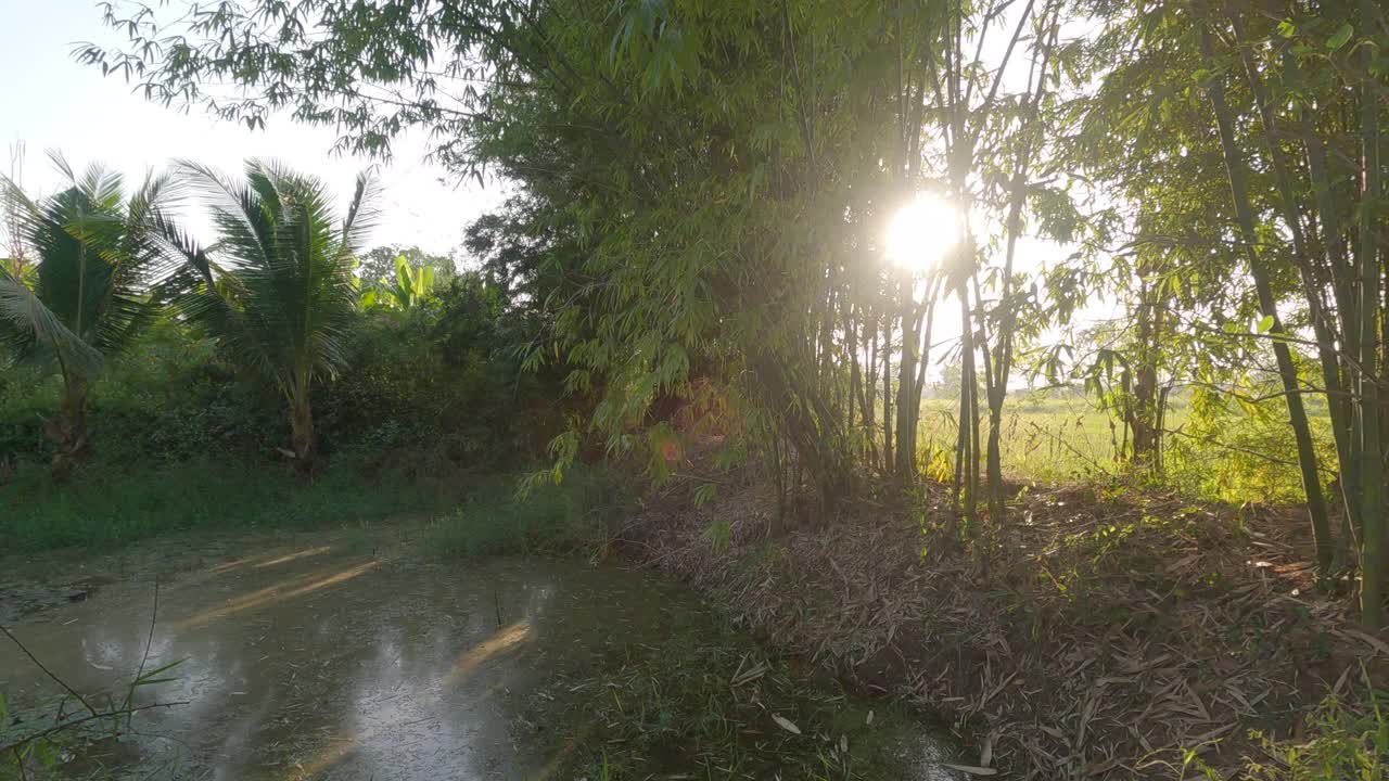 在阳光的背光下，一片长满树叶的竹林。视频素材