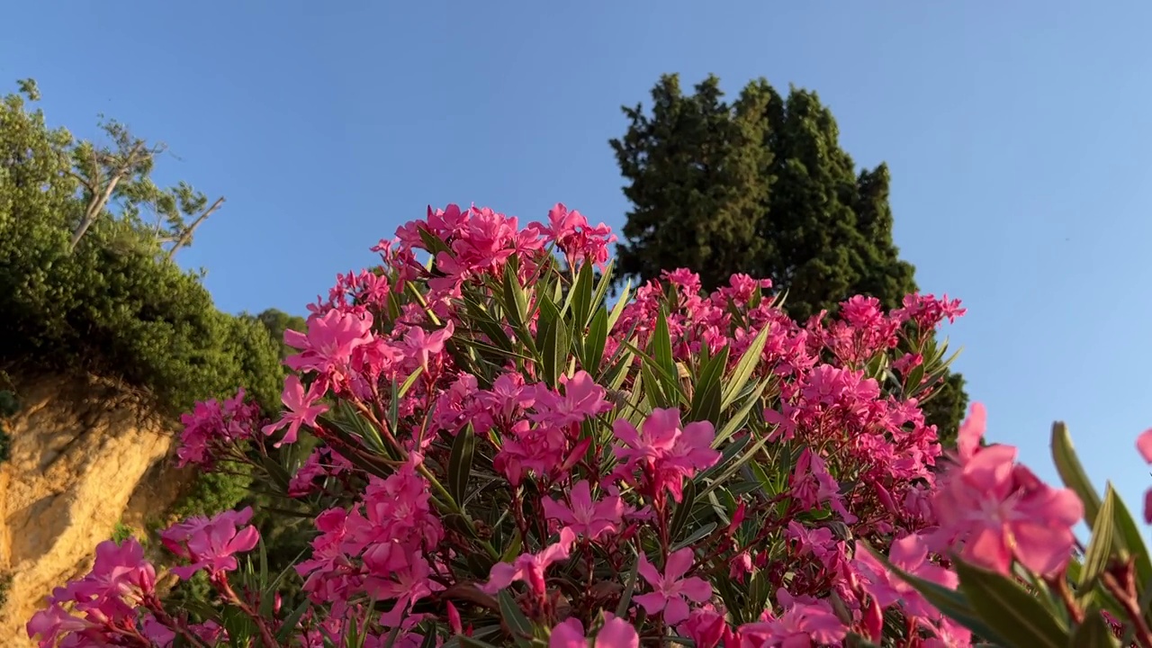 夏日花园里，美丽的花朵夹竹桃映衬着蓝天。视频素材