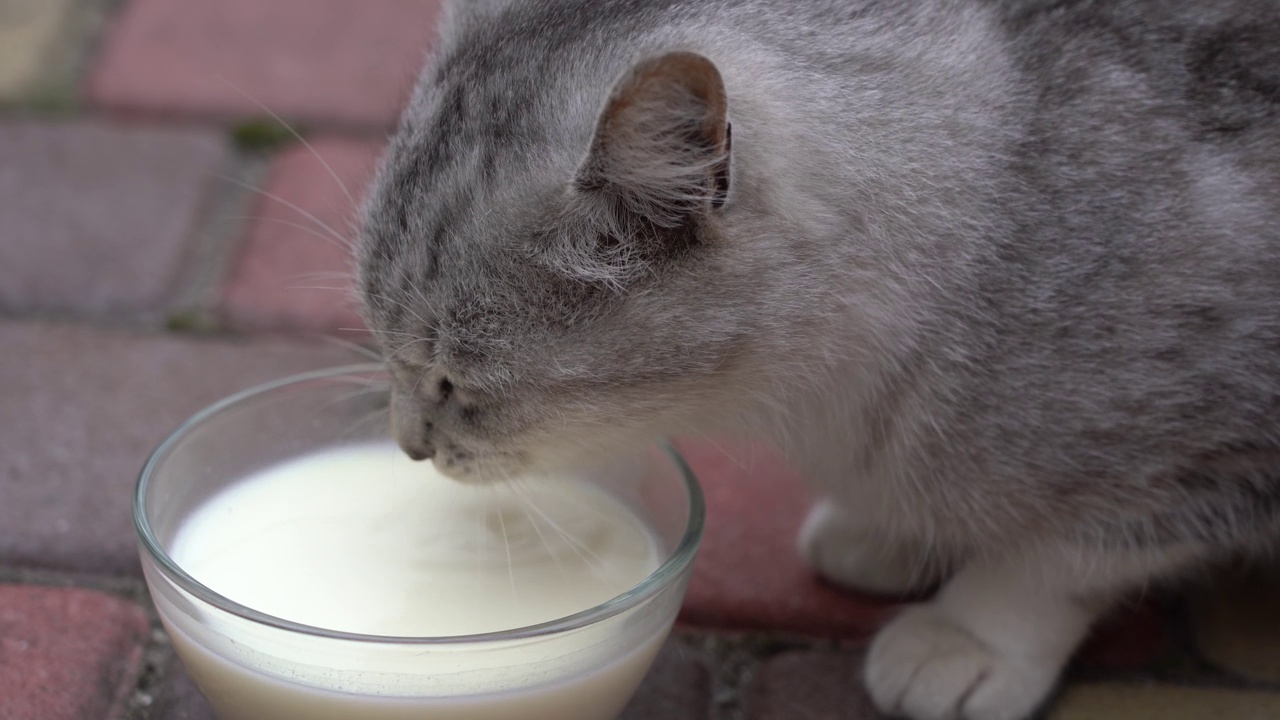 可爱的小灰猫在户外用玻璃碗喝牛奶视频素材