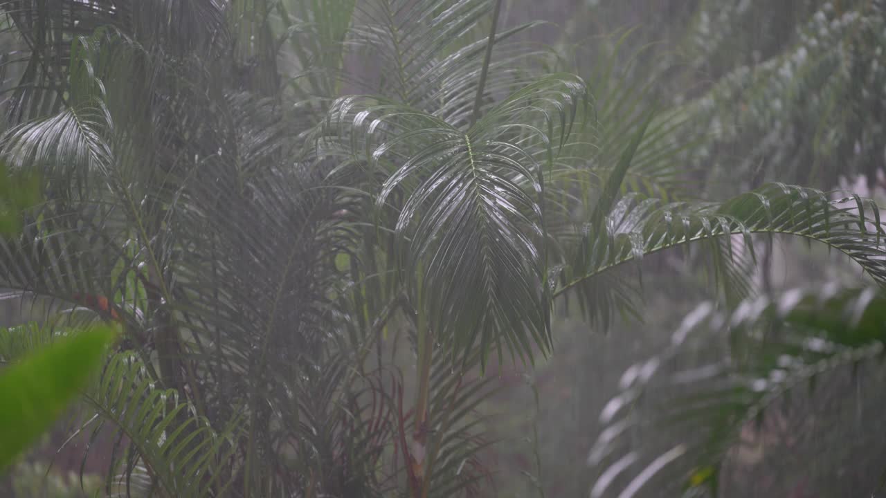 在泰国，热带雨滴在巨大的绿色棕榈叶上视频素材