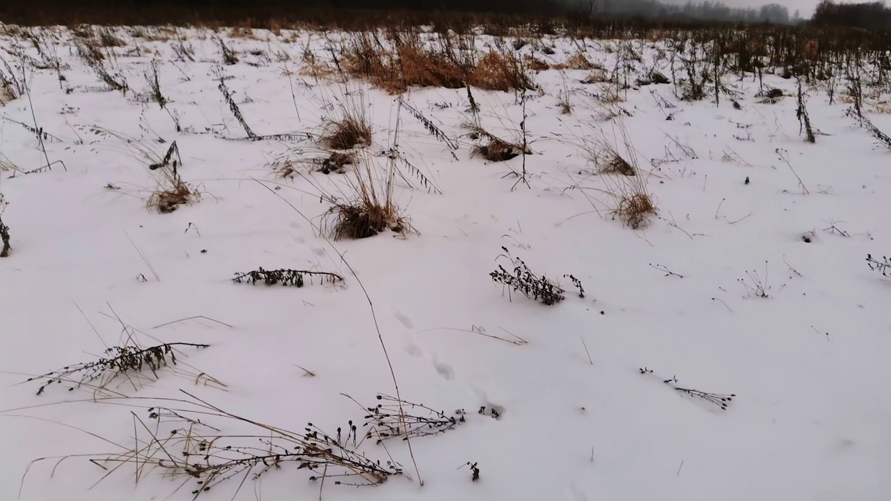 一只狐狸在雪地上疾驰的痕迹视频素材