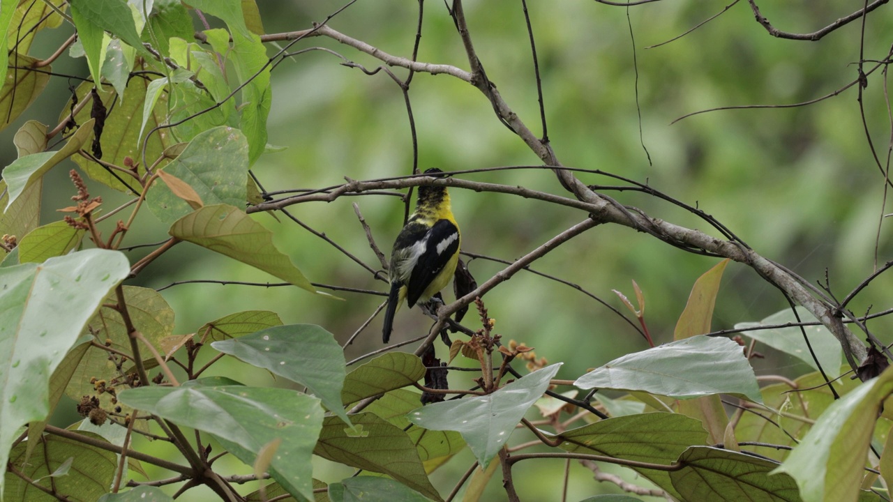 Common Iora，斯里兰卡视频素材