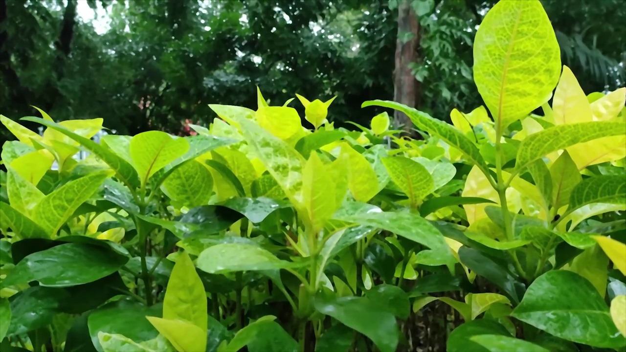 被雨水淋过的绿色植物在风中缓慢移动视频素材