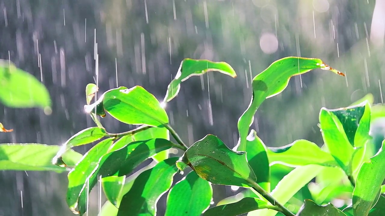 澳大利亚昆士兰州丹特里雨林国家公园的晨雨镜头视频素材