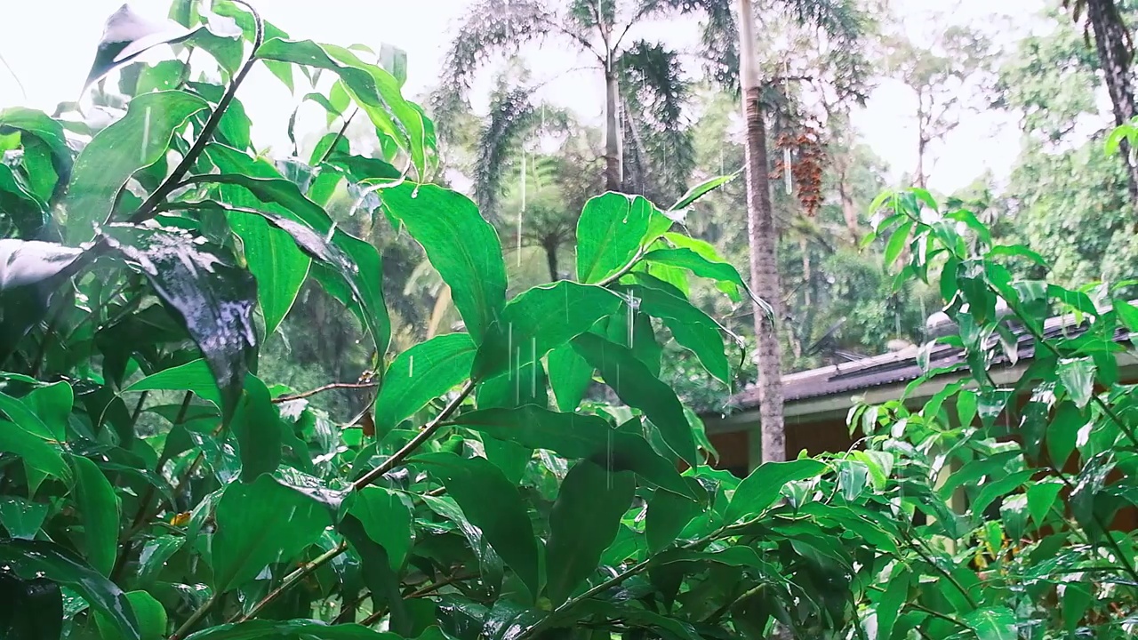 在澳大利亚昆士兰州的丹特里雨林国家公园拍摄的晨雨镜头视频素材