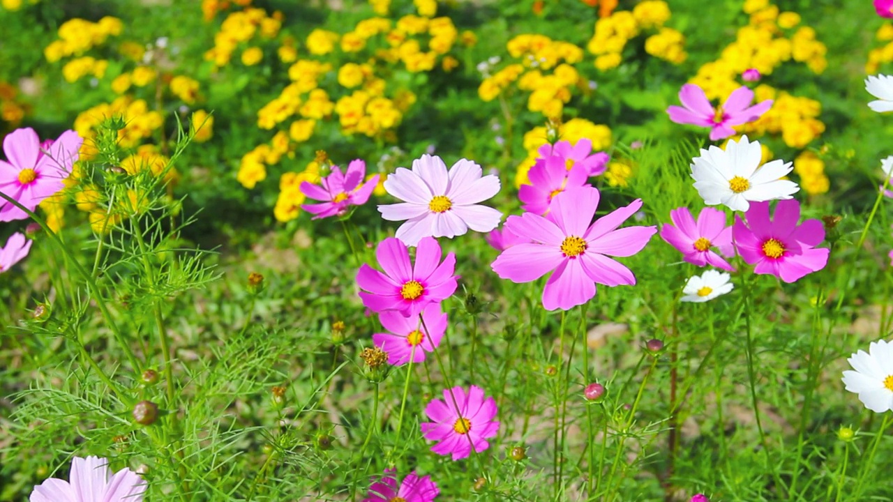 花园中的宇宙花特写视频素材