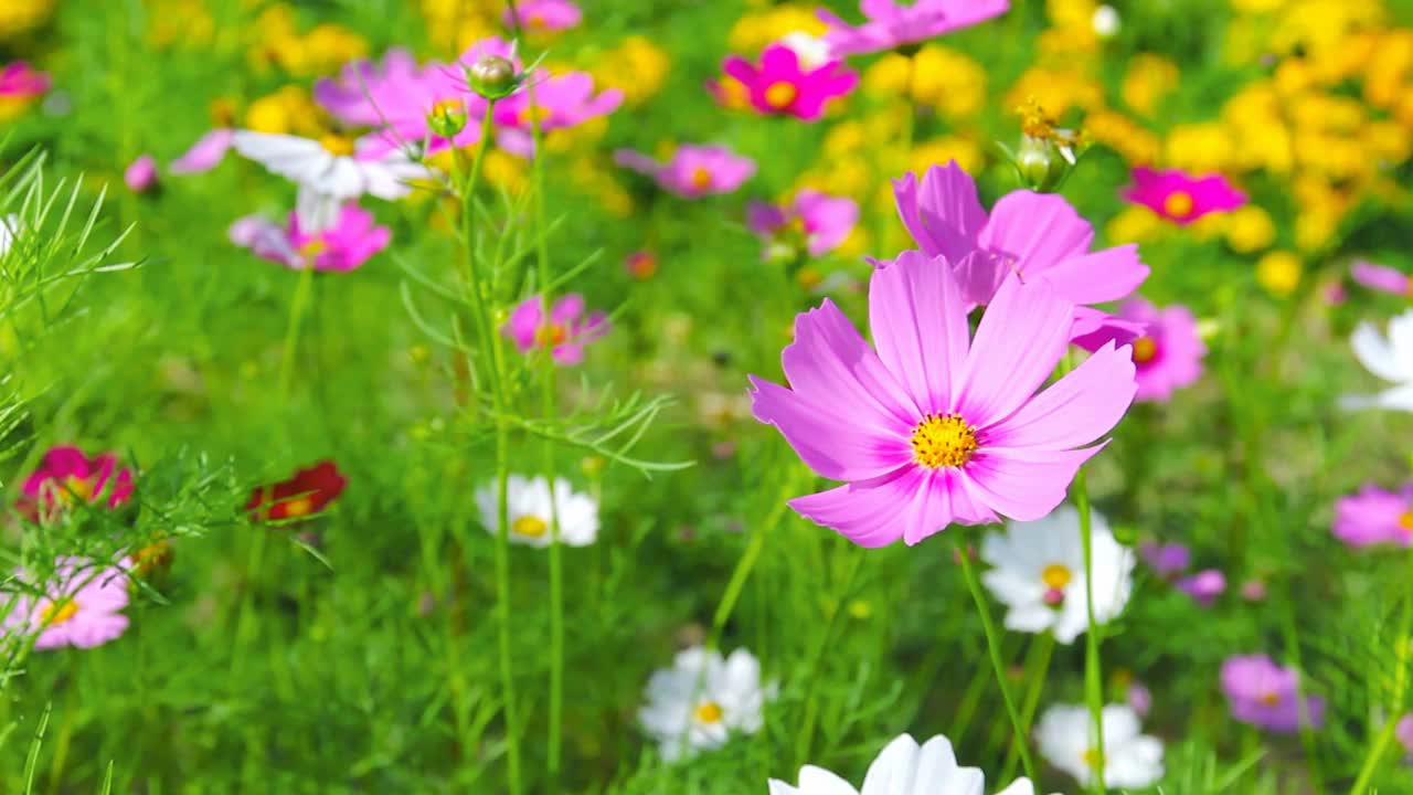 花园中的宇宙花特写视频素材