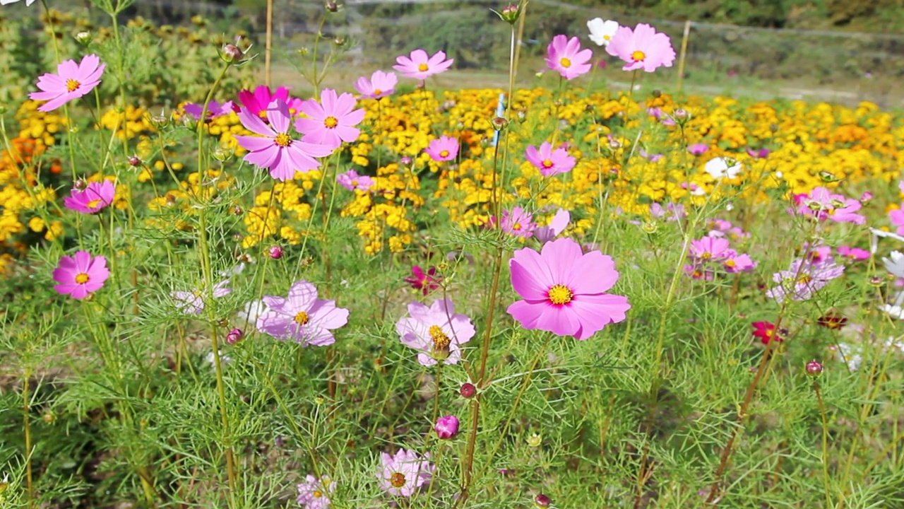 花园中的宇宙花特写视频素材