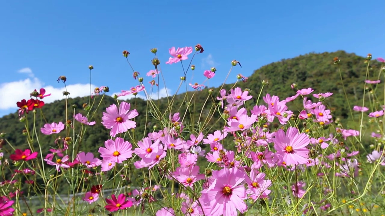 粉红色的宇宙花，山背景视频素材