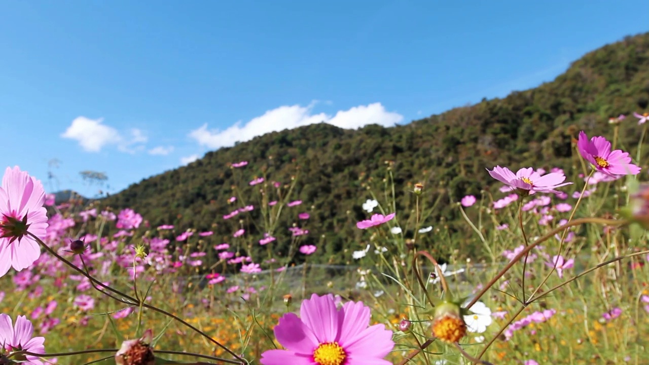 粉红色的宇宙花，山背景视频素材