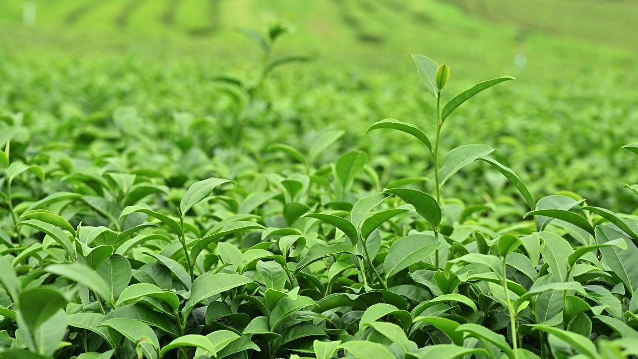 茶园里被风吹动的茶叶。视频素材