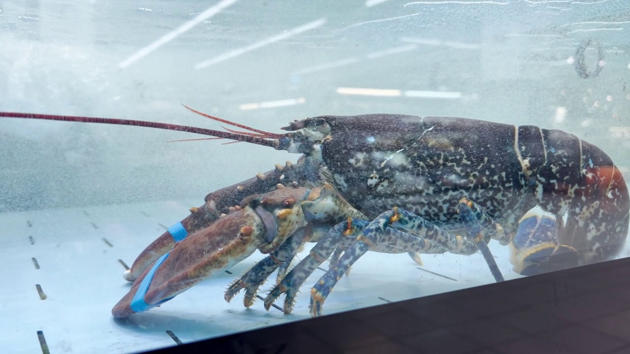 超市海鲜部水箱里的龙虾视频素材