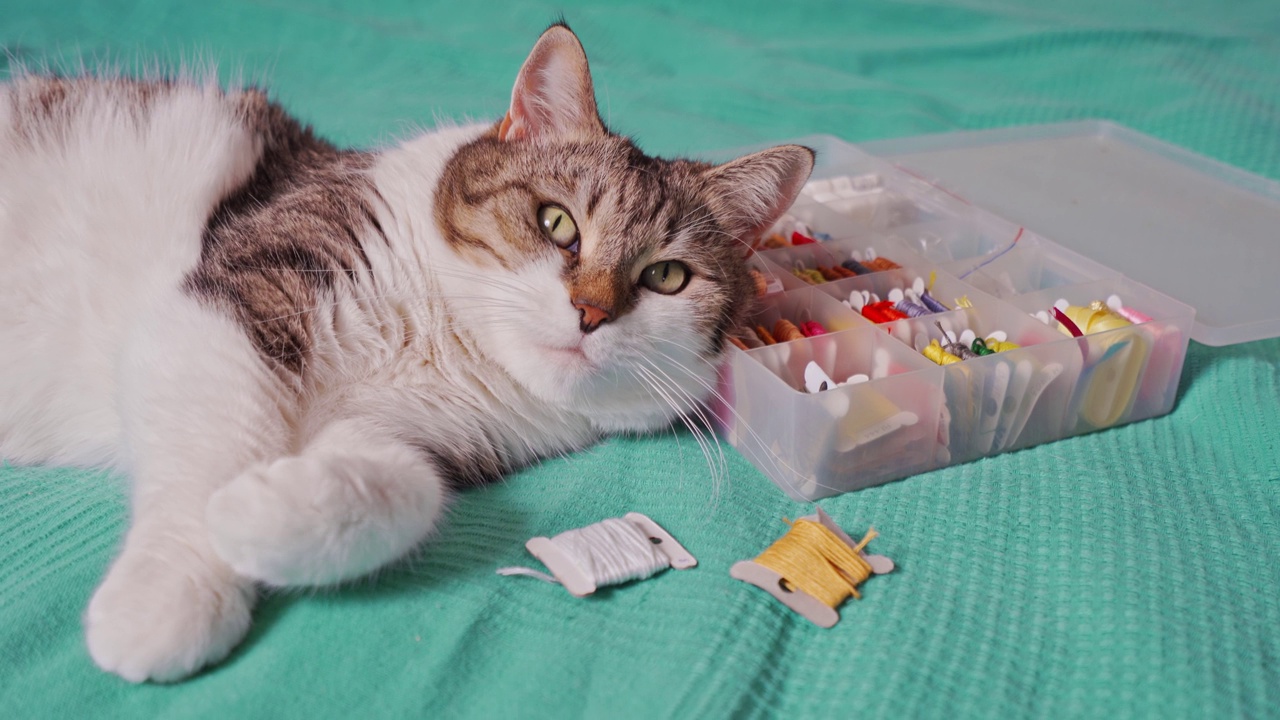 一只灰毛的白猫躺在床上，旁边是一个盒子，里面有手工刺绣用品视频素材