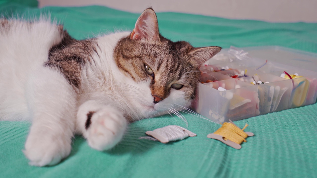 猫躺在床上，把头靠在装针线活的盒子上视频素材