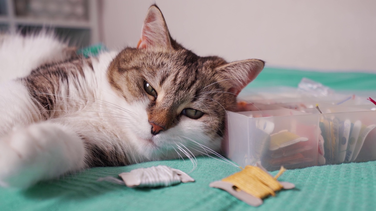 猫躺在床上，把头靠在一个装有刺绣配件的盒子上视频素材