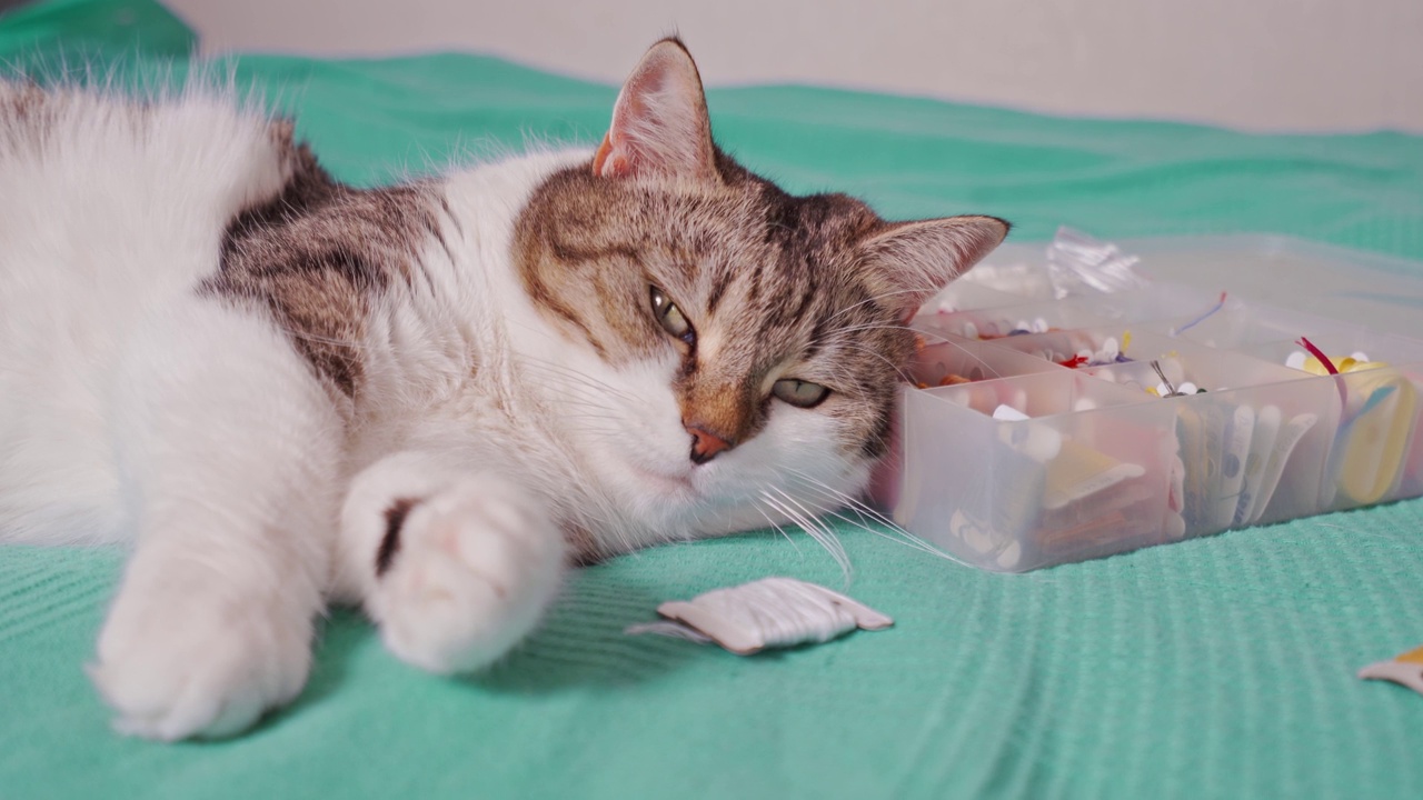 那只猫睡觉时把头靠在装有刺绣配件的盒子上视频素材