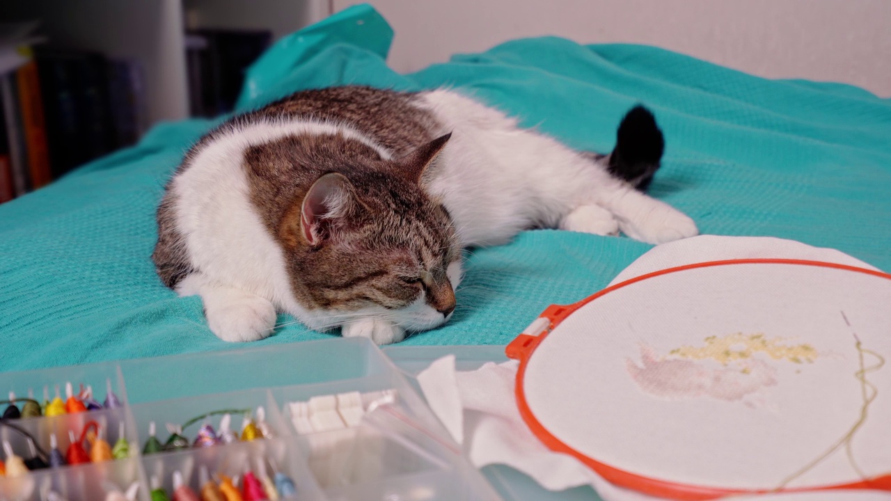 猫躺在刺绣和刺绣线旁边视频素材