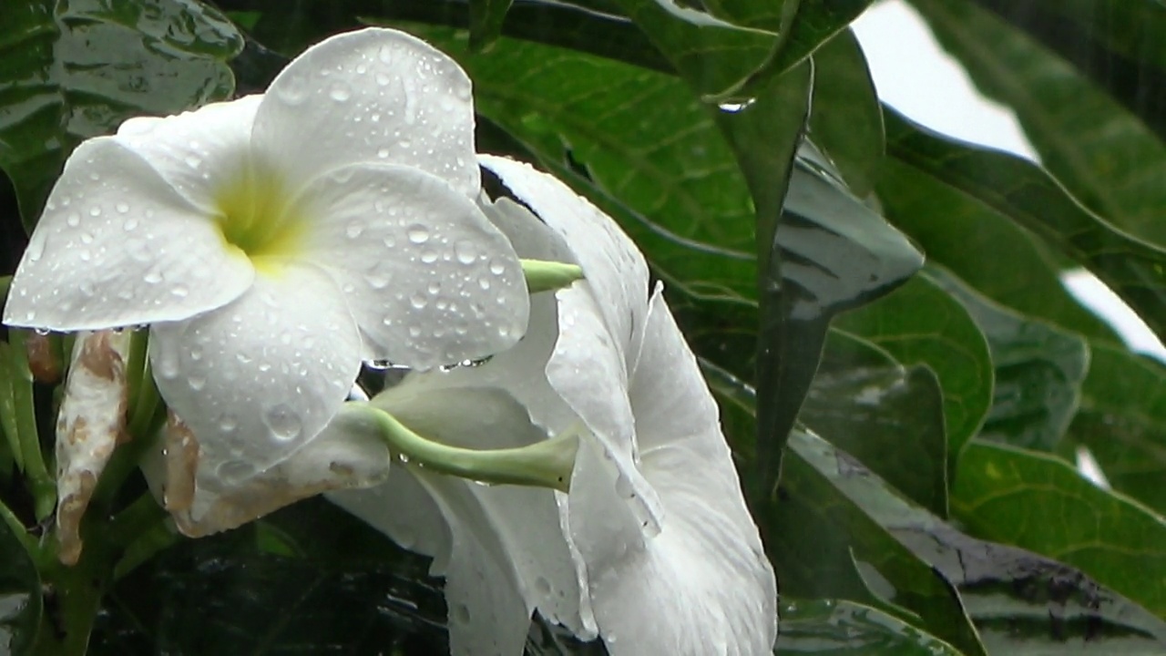 雨滴落在美丽的白色花朵上视频下载