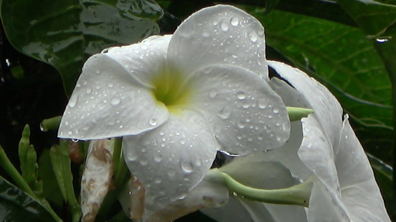 雨滴落在美丽的白色花朵上视频下载