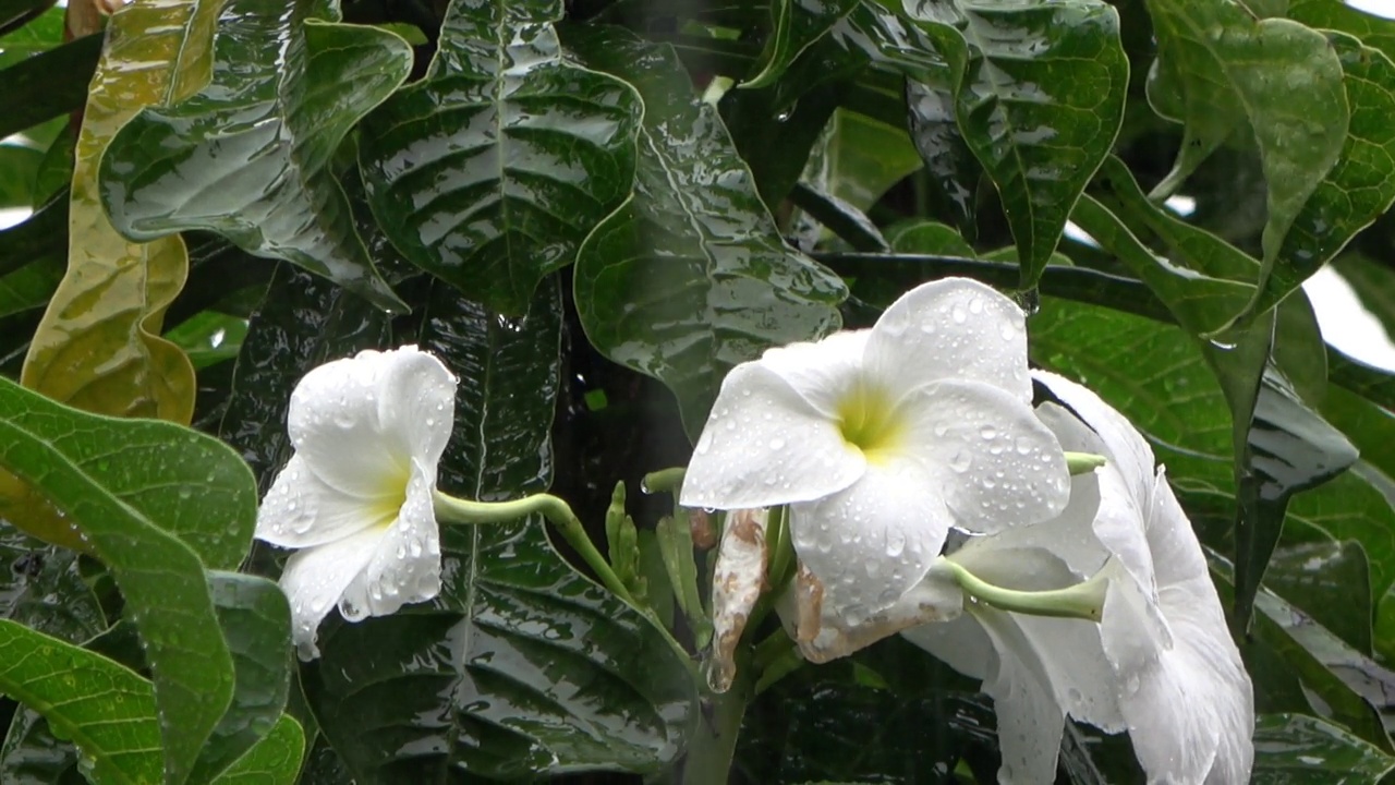 雨中美丽的白花视频下载