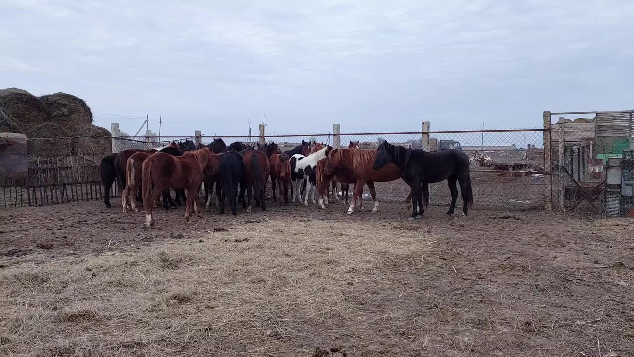 农场围场里的骏马。多云的天气里畜栏里有很多马。乡下的家畜视频素材