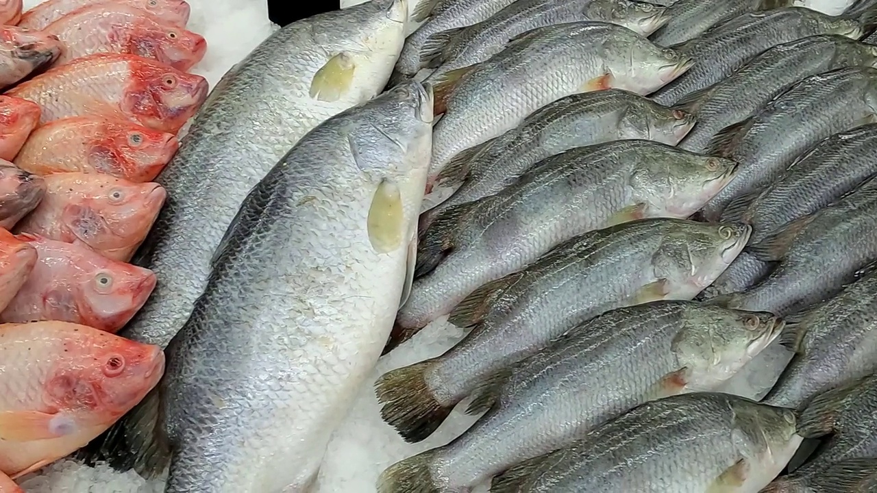 杂货店柜台上的冰鲜生鲶鱼、石榴鱼和海鲈鱼的特写。视频素材