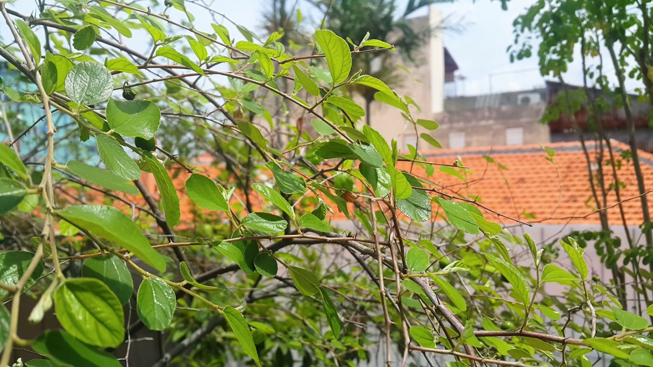 近距离的毛里求斯或印度枣或比达拉植物与粘土瓦屋顶背景视频素材