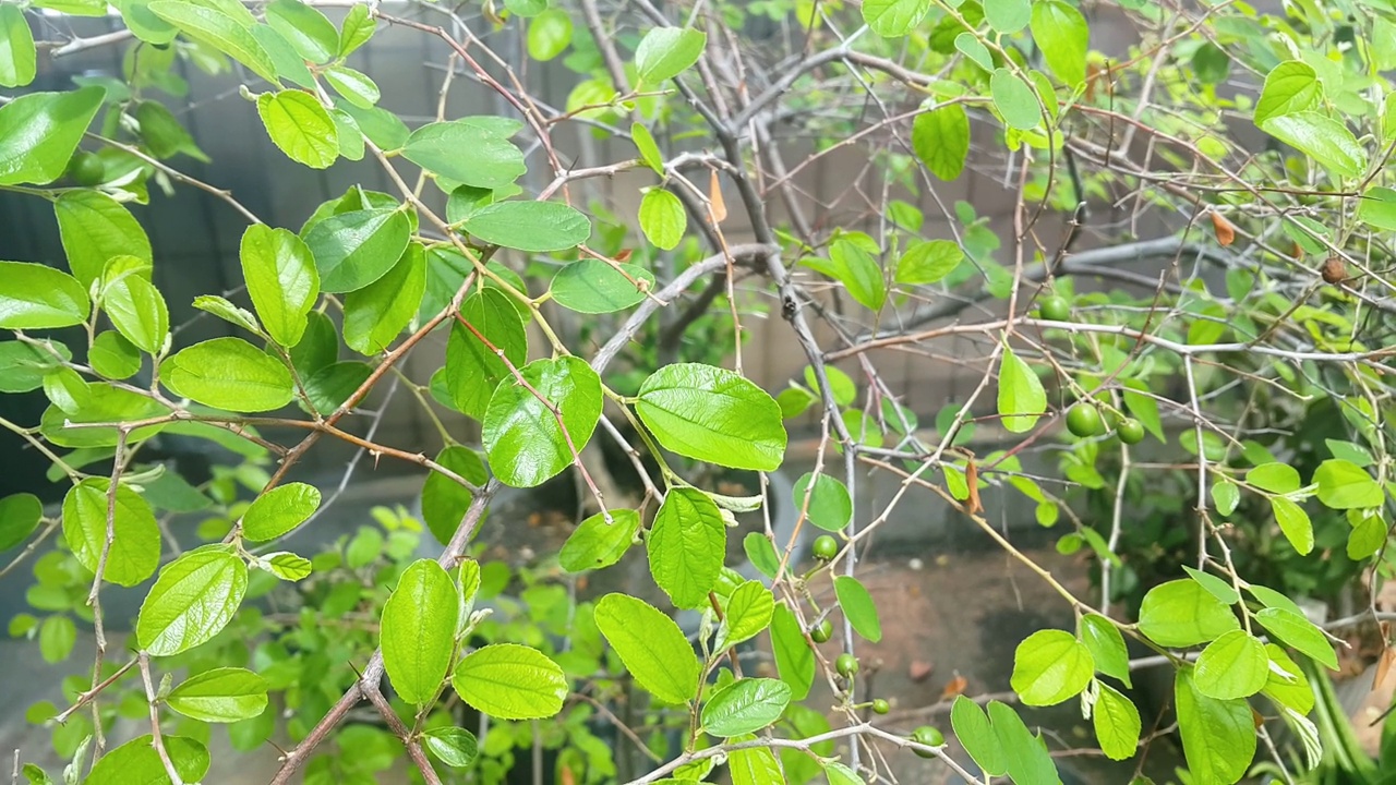 毛里求斯红枣或印度红枣或比达拉植物的特写视频素材