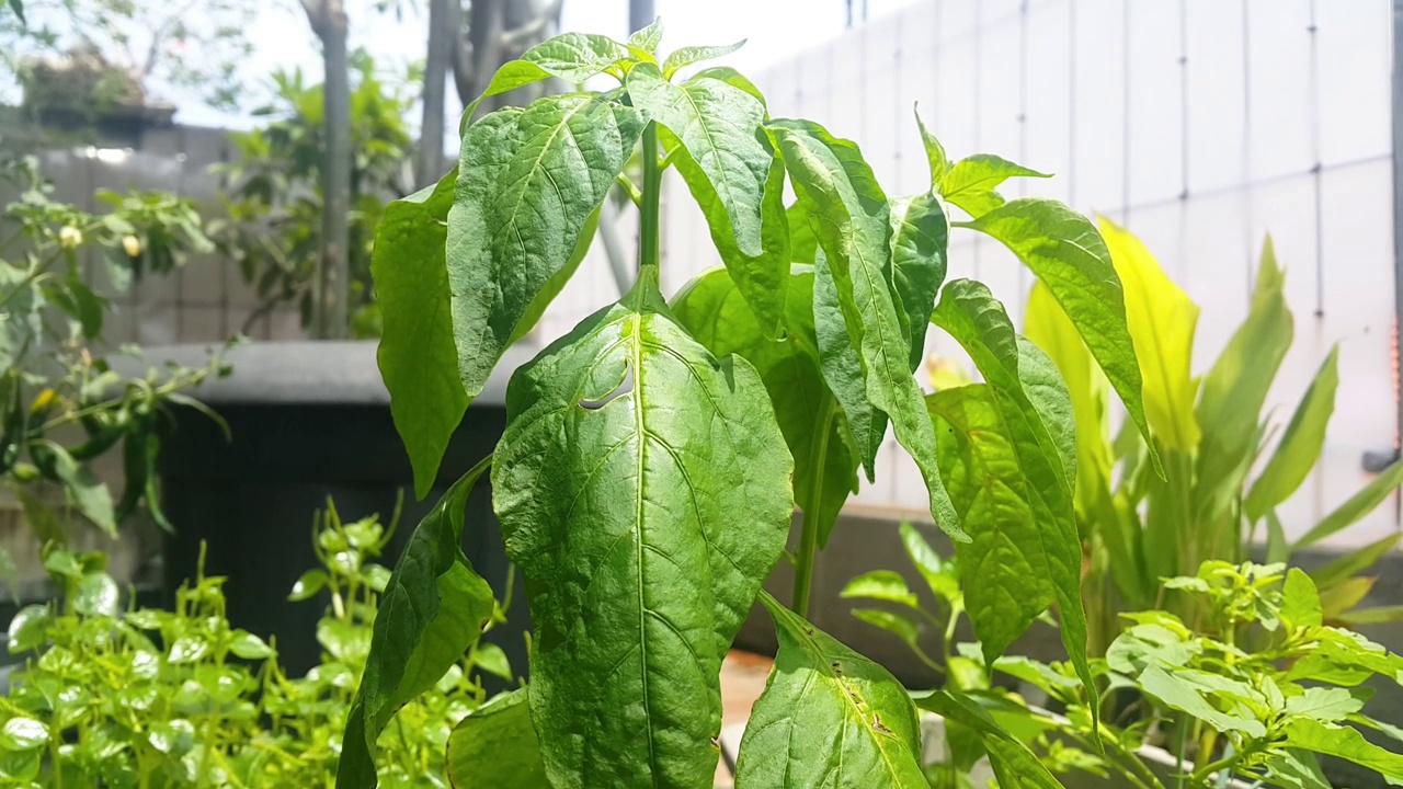 大辣椒植物的叶子。风吹动了院子里花盆里的植物。视频下载