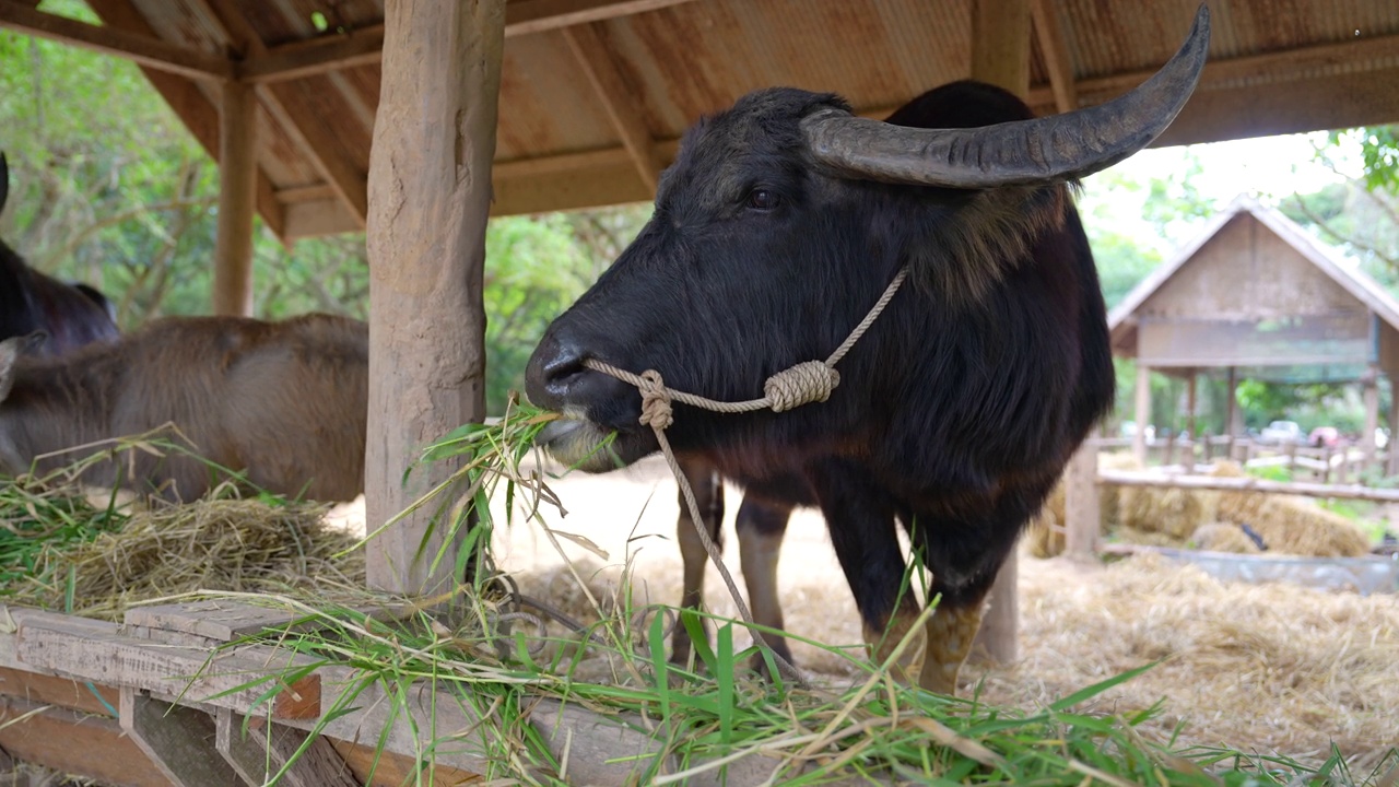 大泰国水牛正在马厩里吃草。视频素材